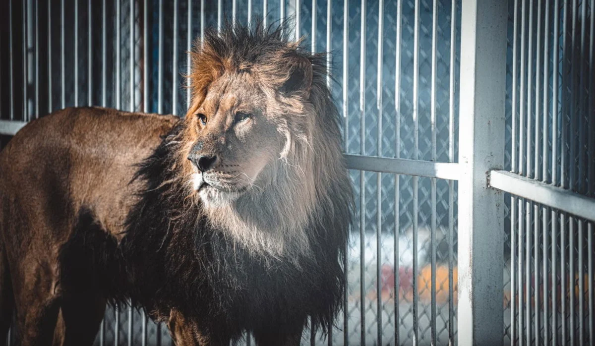 lion-in-cage